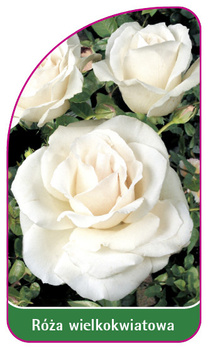 Róza wielkokwiatowa Nr. 228