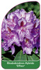 Rhododendron-Hybride 'Effner'