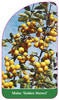 Malus 'Golden Hornet'