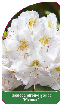 Rhododendron-Hybride 'Memoir'
