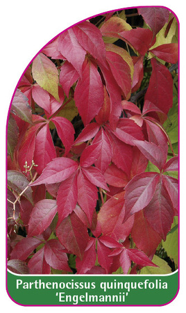 Parthenocissus quinquefolia 'Engelmannii'
