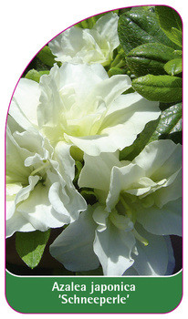Azalea japonica 'Schneeperle'