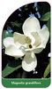 Magnolia grandiflora