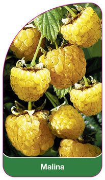 Zmeură