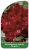 Rhododendron-Hybride 'Negrito'