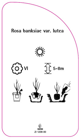 Rosa banksiae var. lutea