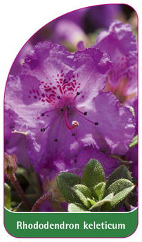 Rhododendron keleticum