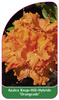 Azalea Knap-Hill-Hybride 'Orangeade'