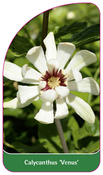 Calycanthus 'Venus'
