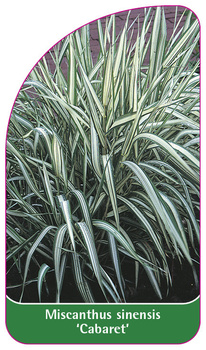 Miscanthus sinensis 'Cabaret'
