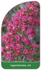 Lagerstroemia, rot