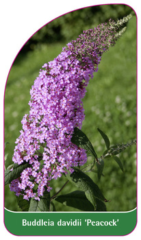 Buddleia davidii 'Peacock'