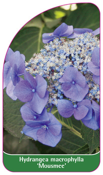 Hydrangea macrophylla 'Mousmee