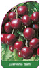 Sweet cherry 'Sam'