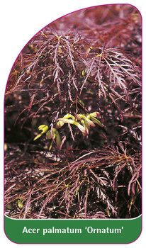 Acer palmatum 'Ornatum'