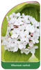 Viburnum carlesii