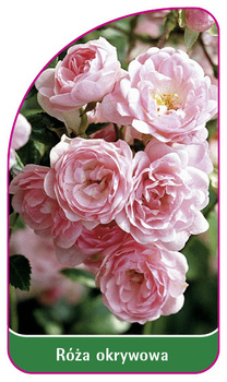 Róza okrywowa Nr. 300 B