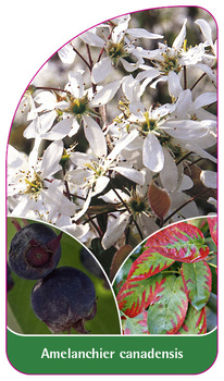 Amelanchier canadensis