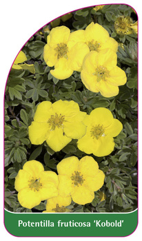 Potentilla fruticosa 'Kobold'