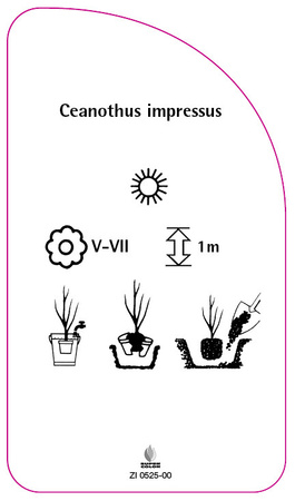 Ceanothus impressus