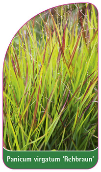 Panicum virgatum 'Rehbraun'