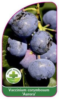 Vaccinium corymbosum 'Aurora'