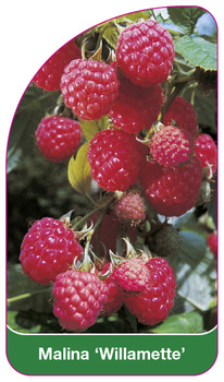 Malina 'Willamette'