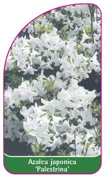 Azalea japonica 'Palestrina'