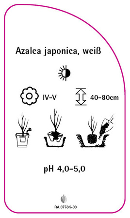 Azalea japonica, weiß