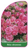 Róza okrywowa Nr. 307