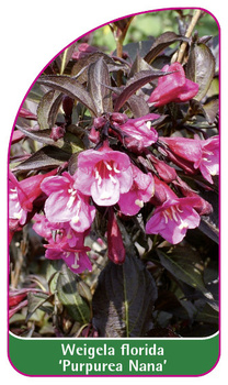 Weigela florida 'Purpurea Nana'