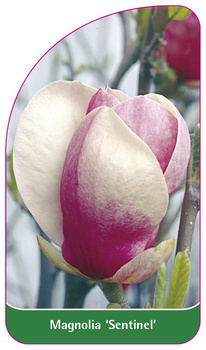 Magnolia 'Sentinel'
