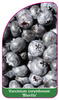 Vaccinium corymbosum 'Bluetta'