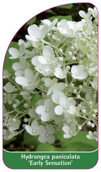 Hydrangea paniculata 'Early Sensation'