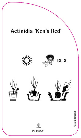 Actinidia 'Ken's Red'