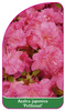 Azalea japonica 'Petticoat', 52 x 90 mm