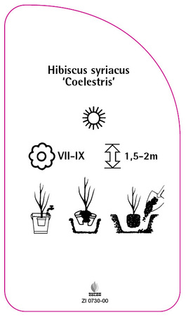 Hybiscus syriacus 'Coelestris'