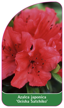 Azalea japonica 'Geisha Satchiko'