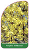 Forsythia 'Goldrausch'