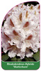 Rhododendron-Hybride 'Matterhorn'