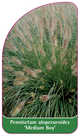 Pennisetum alopecuroides 'Medium Boy'