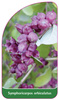 Symphoricarpos orbiculatus