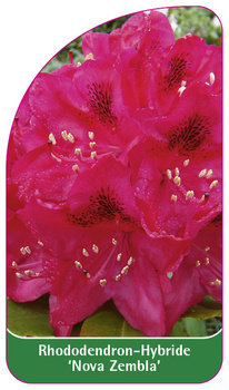 Rhododendron-Hybride 'Nova Zembla'