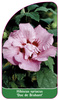 Hibiscus syriacus 'Duc de Brabant'
