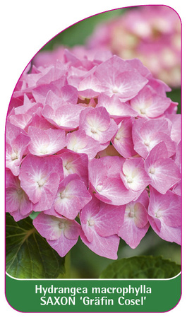 Hydrangea macrophylla SAXON 'Gräfin Cosel'