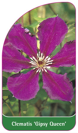 Clematis 'Gipsy Queen'