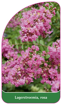 Lagerstroemia, rosa