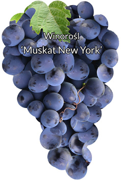 Winorośl Muskat NY