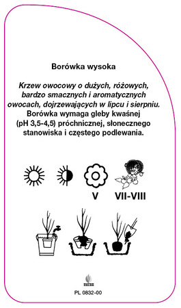 Vaccinium corymbosum 'Pink Lemonade'