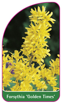 Forsythia 'Golden Times'